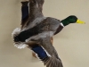 mallard drake