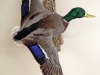 mallard-drake