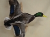 mallard isgett