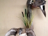 widgeon-pair